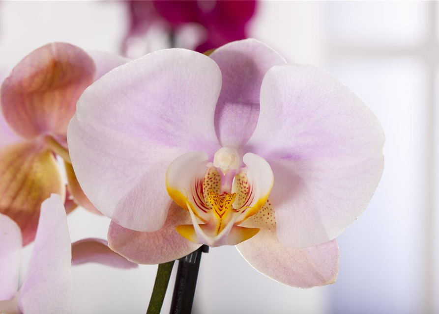 Phalaenopsis Anthura Salinas