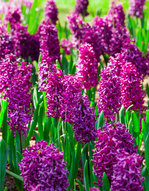 Hyacinthus orientalis Multiflora