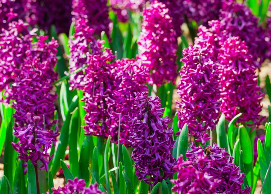 Hyacinthus orientalis Multiflora