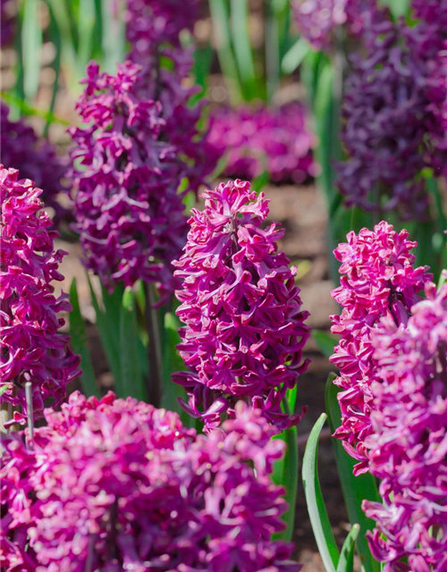 Hyacinthus orientalis Multiflora