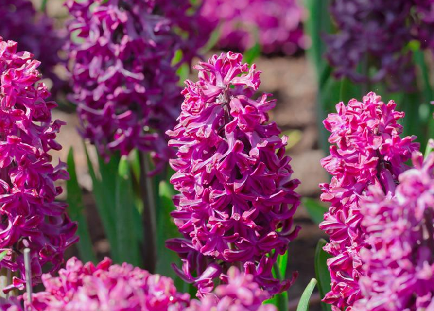 Hyacinthus orientalis Multiflora