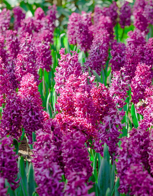 Hyacinthus orientalis Multiflora