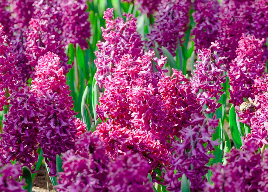 Hyacinthus orientalis Multiflora