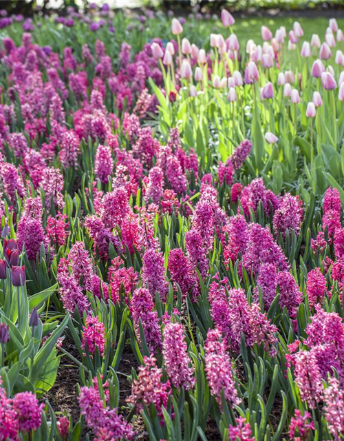 Hyacinthus orientalis Multiflora