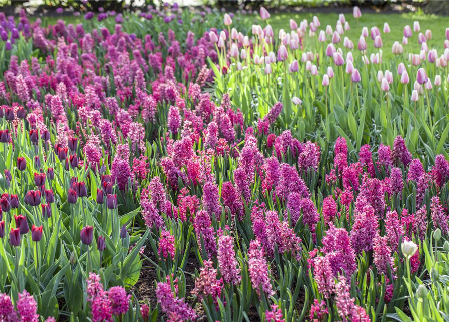 Hyacinthus orientalis Multiflora