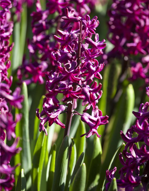 Hyacinthus orientalis Multiflora