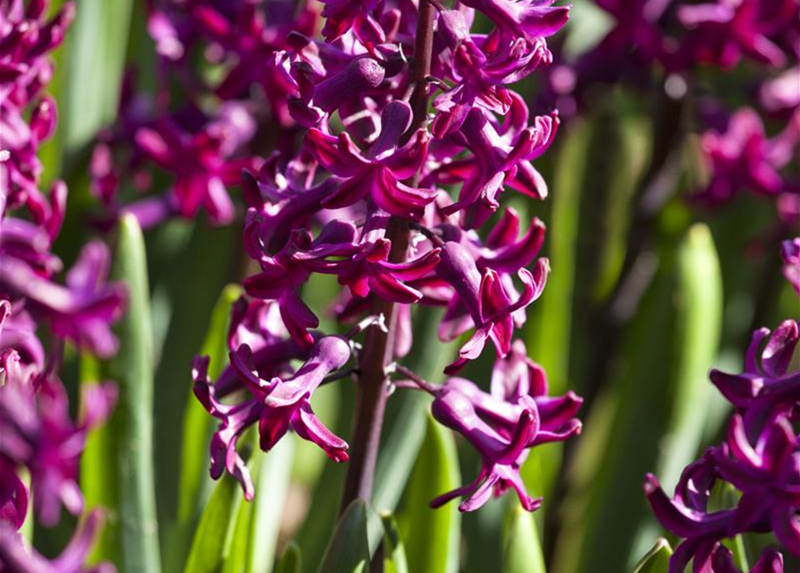 Hyacinthus orientalis Multiflora