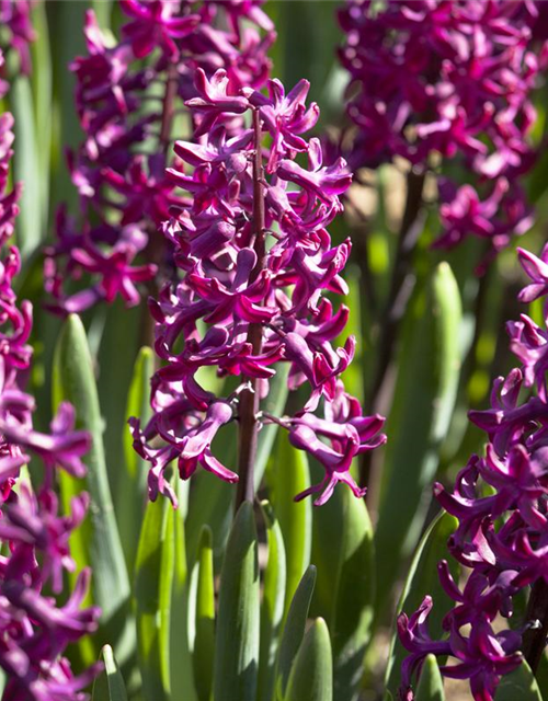 Hyacinthus orientalis Multiflora