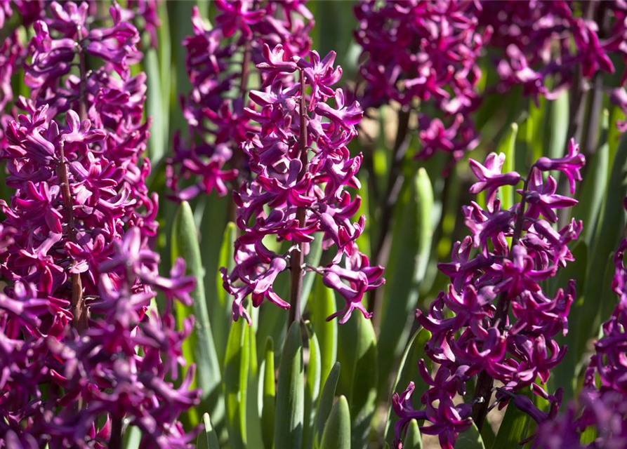 Hyacinthus orientalis Multiflora