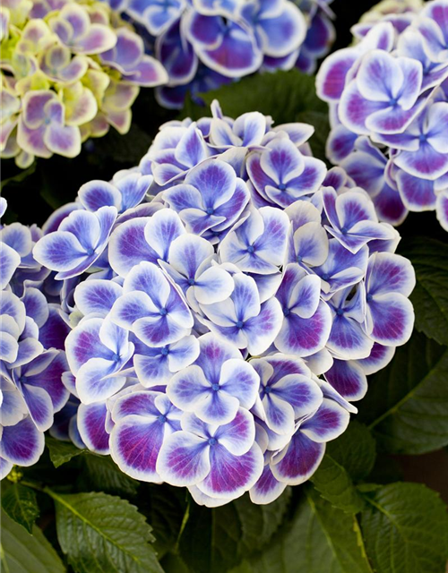 Hydrangea macrophylla Beautensia Dali