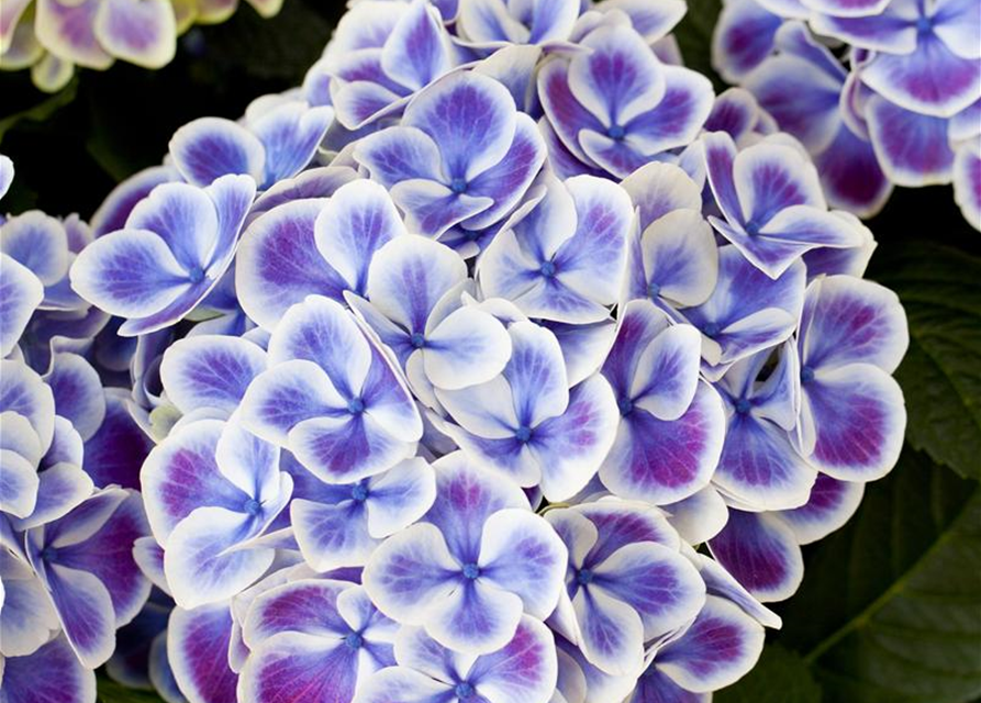 Hydrangea macrophylla Beautensia Dali