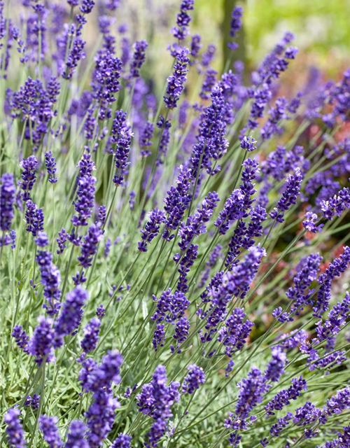 Lavandula angustifolia Anna