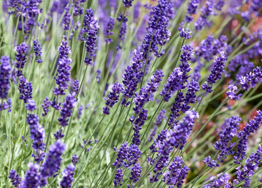 Lavandula angustifolia Anna