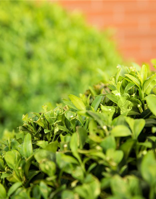 Ligustrum ovalifolium