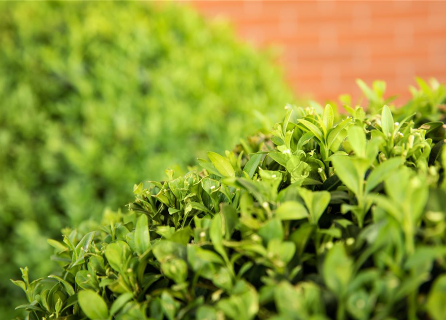 Ligustrum ovalifolium