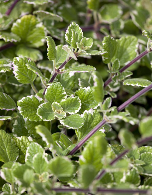 Plectranthus Ampel