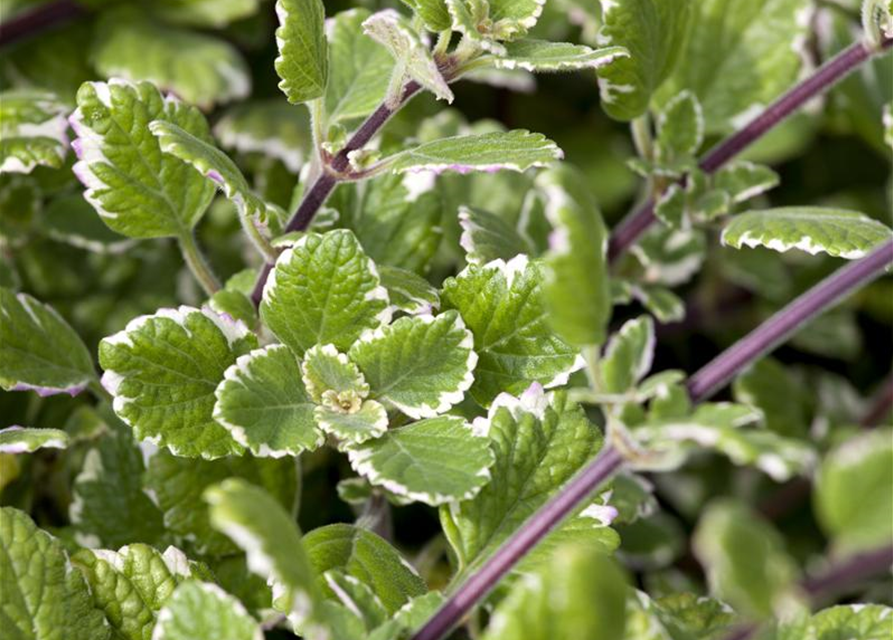 Plectranthus Ampel