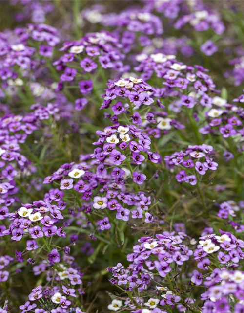 Lobularia