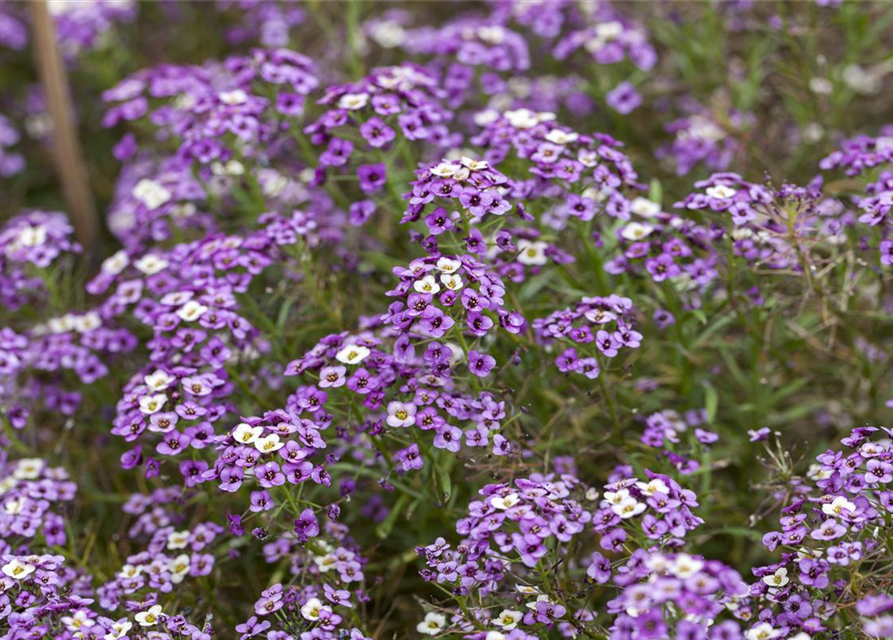 Lobularia