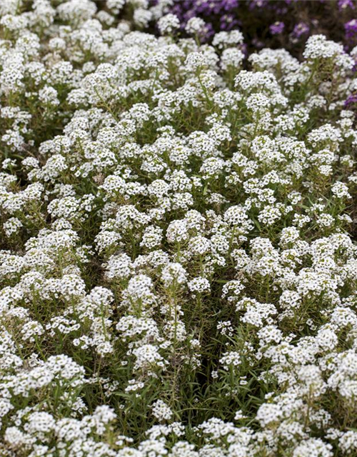 Lobularia