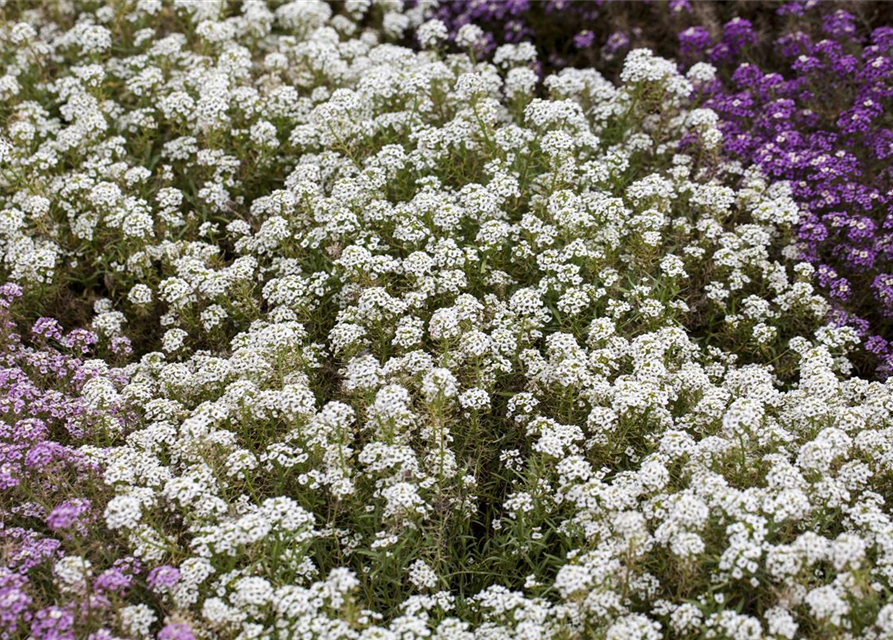 Lobularia