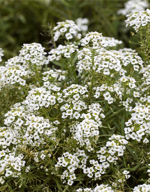 Lobularia