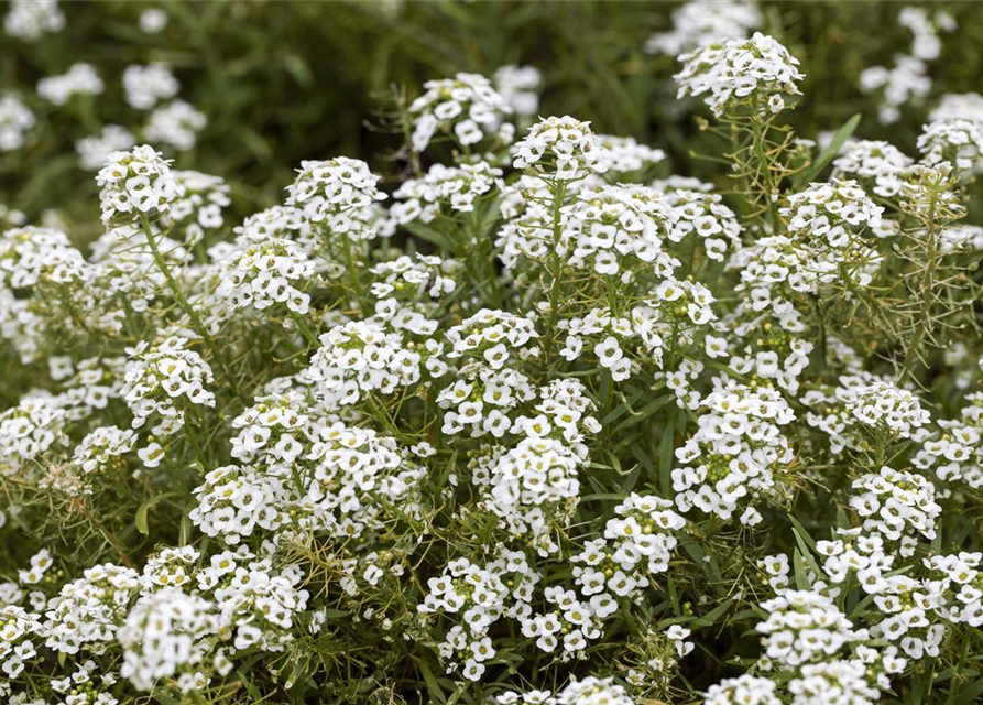 Lobularia