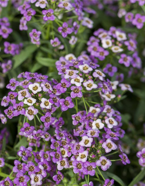 Lobularia