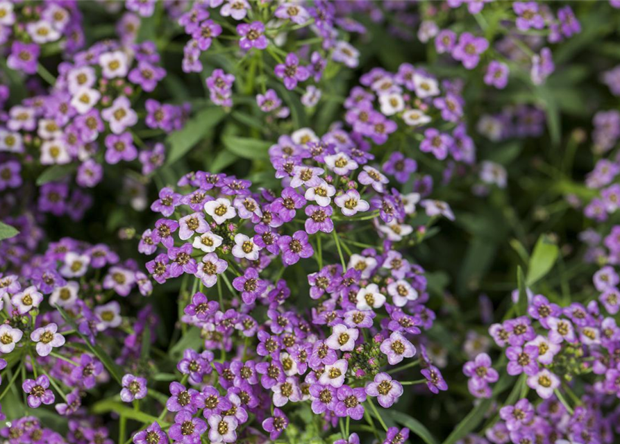 Lobularia