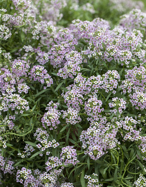 Lobularia