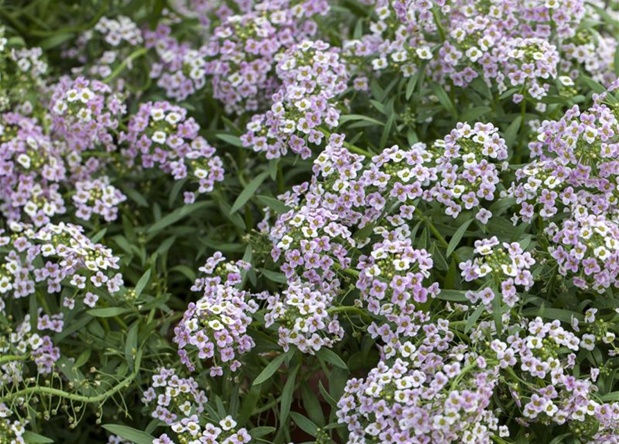 Lobularia