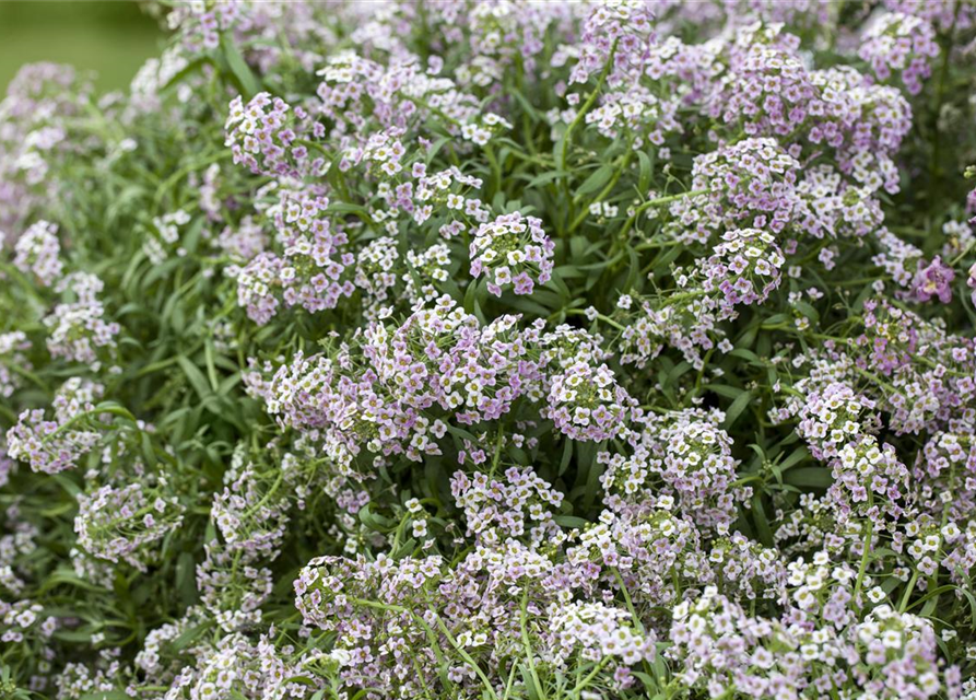 Lobularia