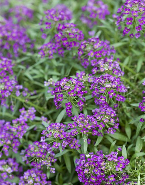 Lobularia