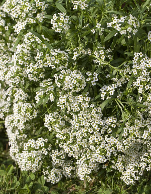 Lobularia