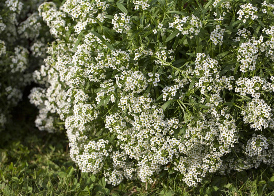 Lobularia