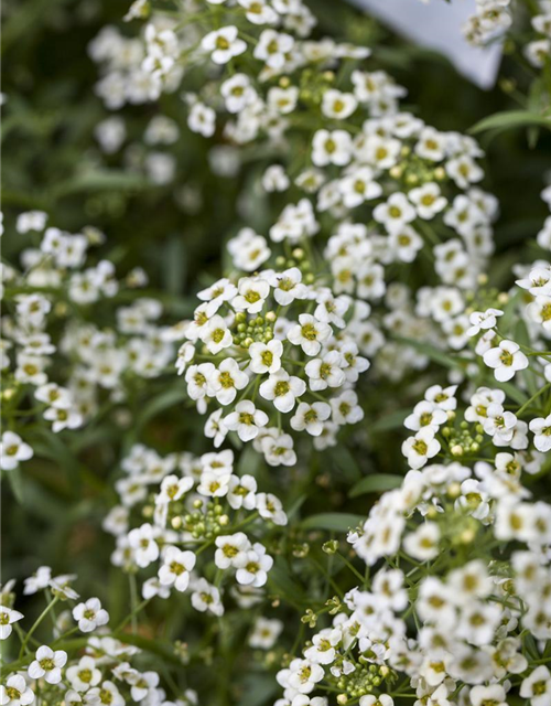 Lobularia