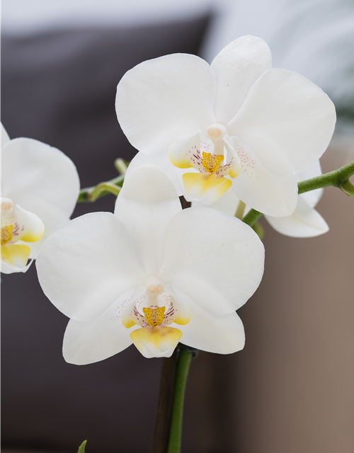 Phalaenopsis Anthura Brisbane