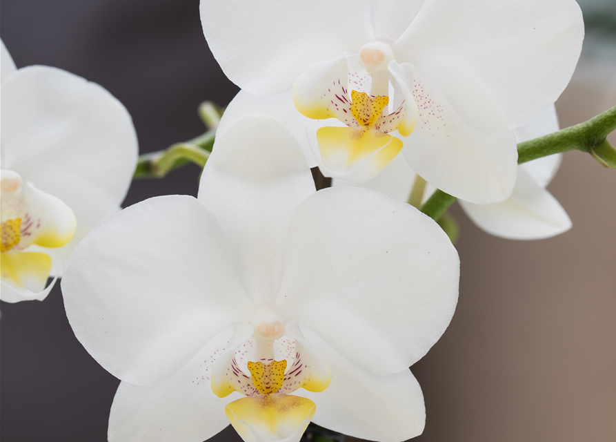 Phalaenopsis Anthura Brisbane