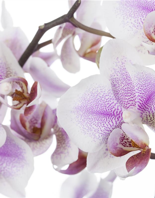 Phalaenopsis Anthura Rotterdam