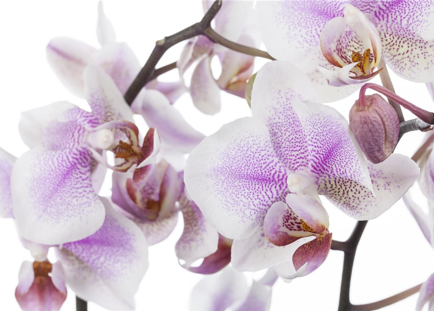 Phalaenopsis Anthura Rotterdam