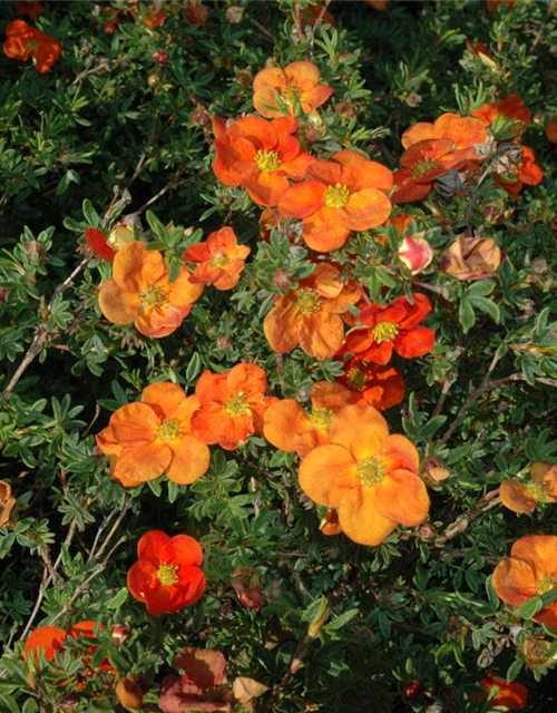 Potentilla fruticosa III Red Ace