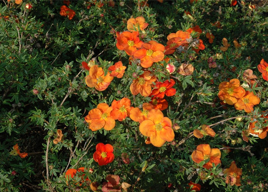 Potentilla fruticosa III Red Ace