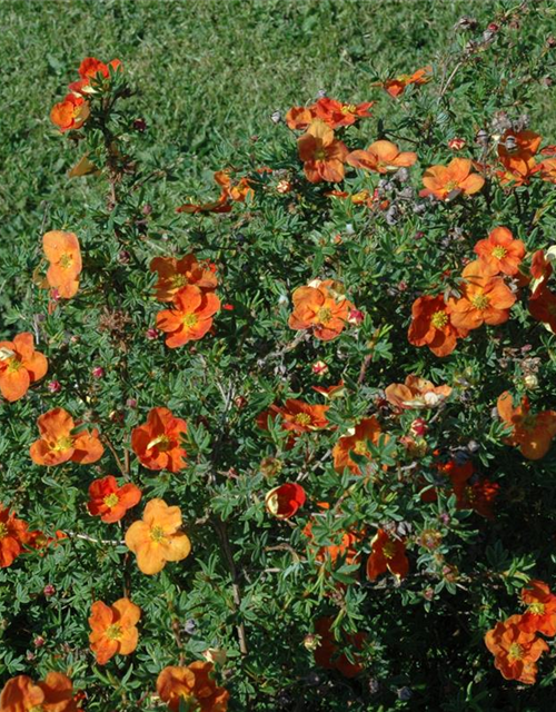 Potentilla fruticosa III Red Ace