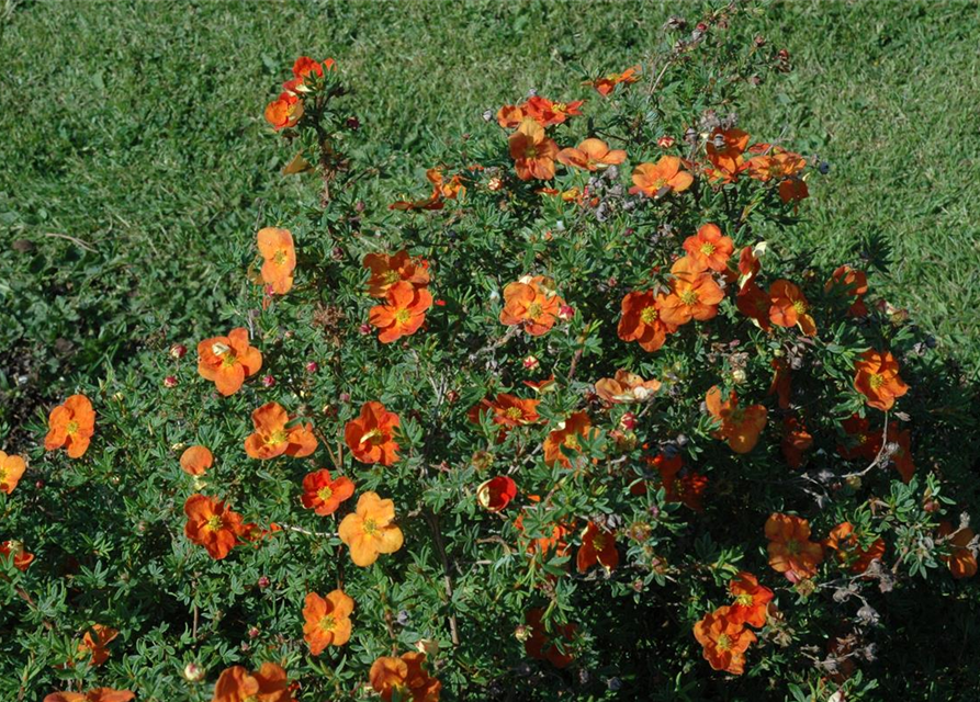 Potentilla fruticosa III Red Ace