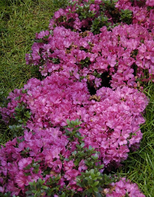 Rhododendron obtusum Anne Frank