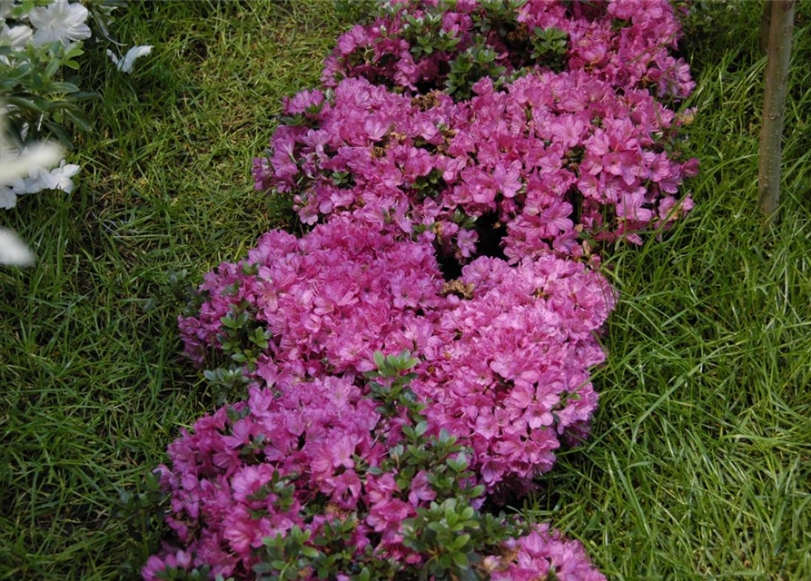 Rhododendron obtusum Anne Frank