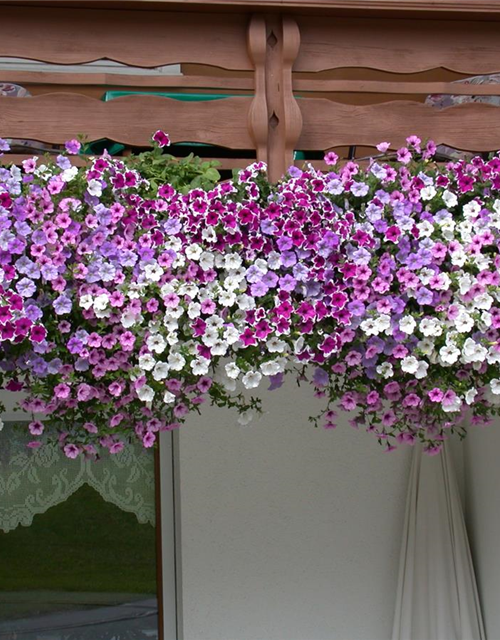 Petunia Hybriden hängend