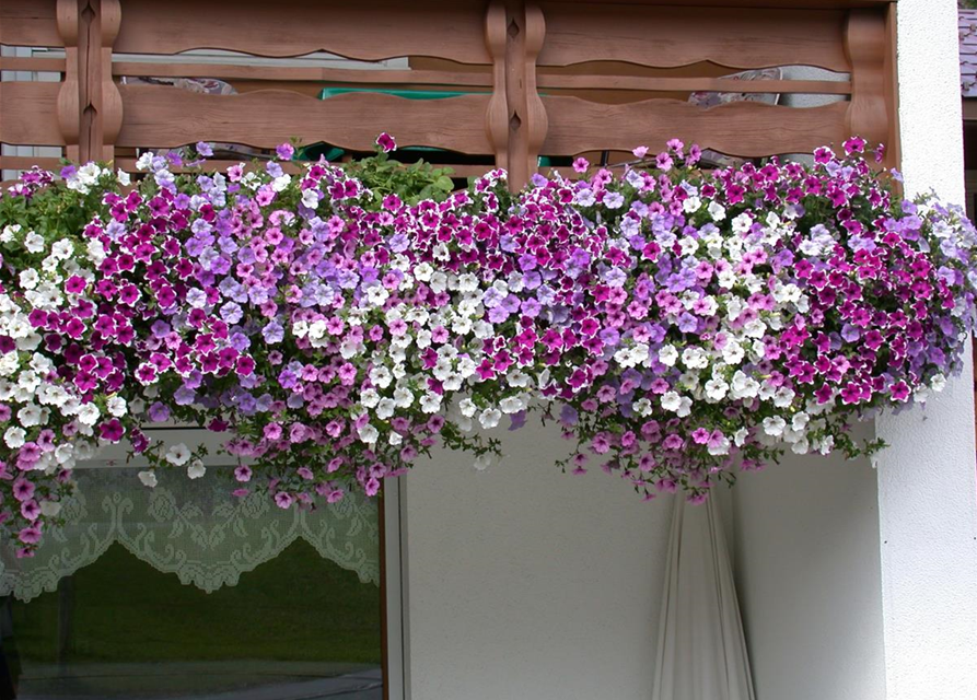 Petunia Hybriden hängend