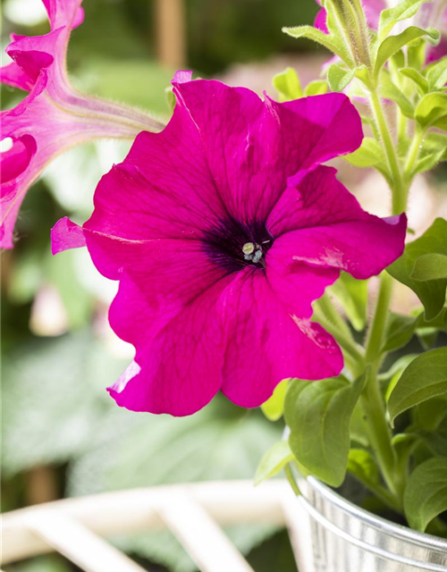 Petunia Hybriden hängend