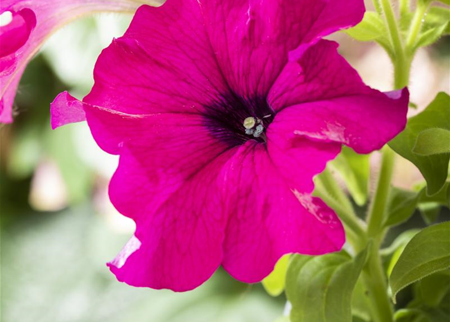 Petunia Hybriden hängend